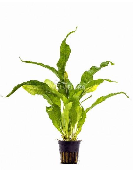Microsorum pteropus 'Latifolia'  - 1
