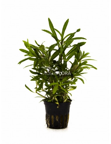Pogostemon quadrifolius 'Octopus'  - 1