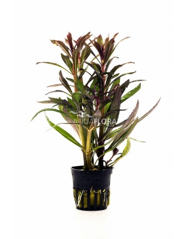 Pogostemon stellatus 'Rubra'  - 1