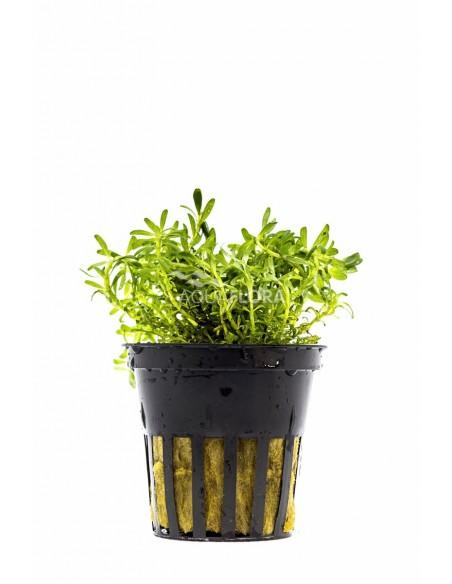 Rotala sp. 'Nanjenshan'  - 1
