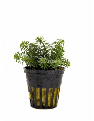 Rotala species 'Vietnam'  - 1