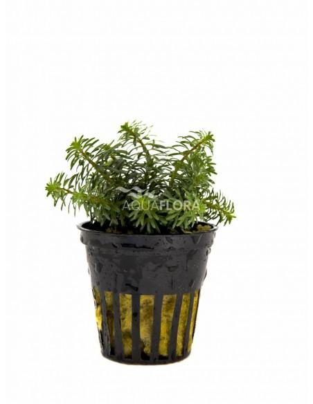 Rotala species 'Vietnam'  - 1