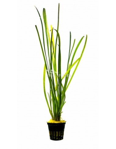Vallisneria spiralis 'Leopard'  - 1
