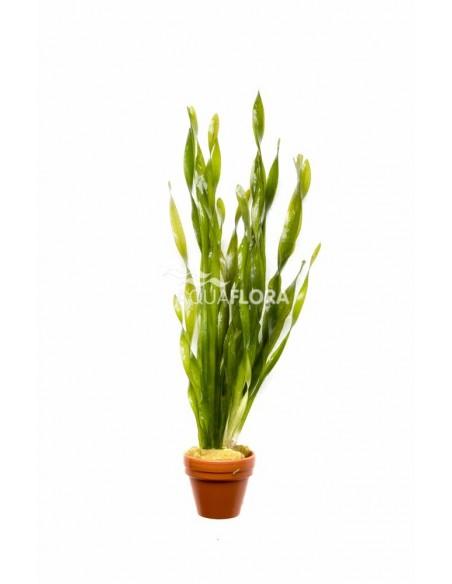 Vallisneria spiralis 'Torta'  - 1