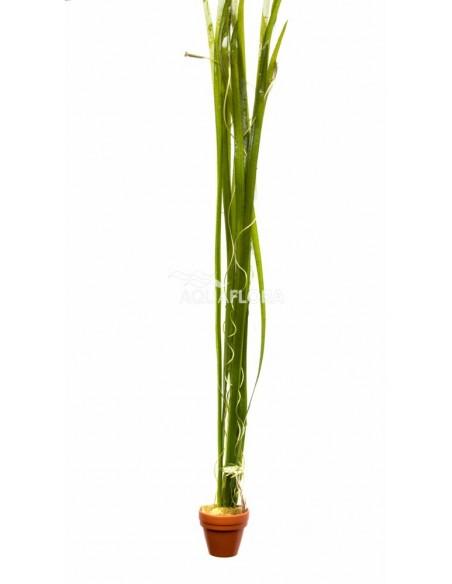 Vallisneria spiralis  - 1