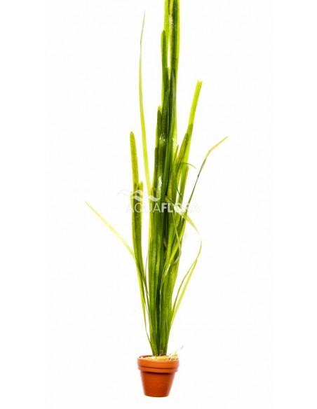 Vallisneria gigantea  - 1