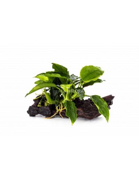 Anubias nano (5-7cm)  - 1