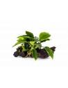 Anubias nano (5-7cm)  - 1