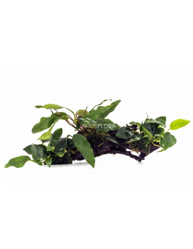 Anubias L (31-40cm)  - 1