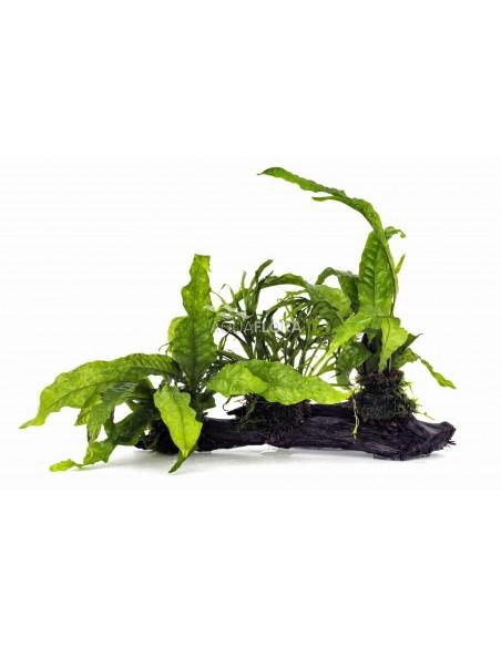 Microsorum L (31-40cm)  - 1