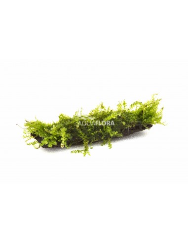 Plagiomnium affine (mos) op kienhout nano (5-7cm)  - 1