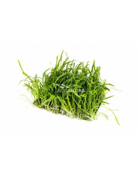 Lilaeopsis mat 10x15cm  - 1