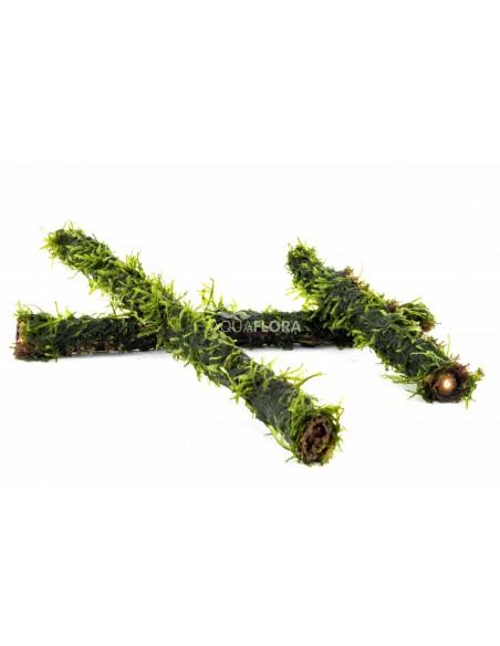 Vesicularia op bamboe stick M 20cm  - 1
