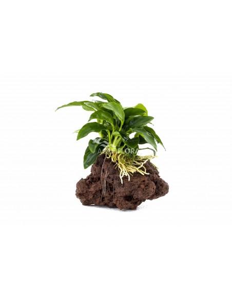 Anubias sur pierre de lave  - 1