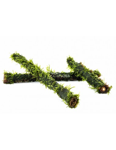 Vesicularia sur stick de bambou L 30cm  - 1