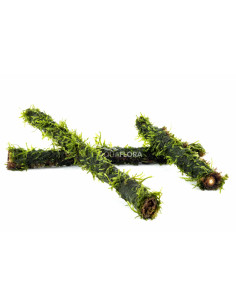 Vesicularia op bamboe stick S 15cm  - 1