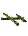 Vesicularia sur stick de bambou S 15cm  - 1