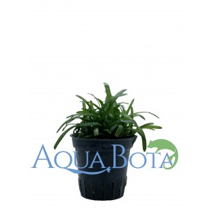 Sagittaria subulata  - 2 2