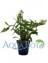 Limnophila aromatica  - 1