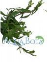 Limnophila aromatica  - 2