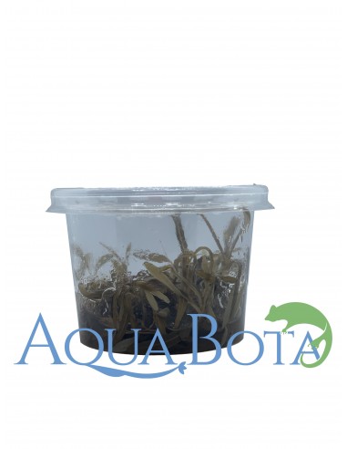 Hygrophila lancea (sp. 'Araguaia') - In Vitro Cup  - 1