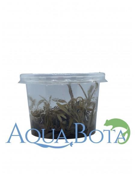 Hygrophila lancea (sp. 'Araguaia') - In Vitro Cup  - 1