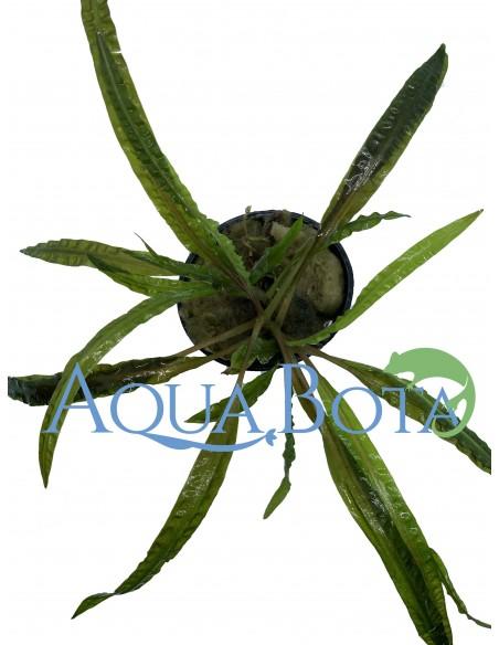Cryptocoryne crispulata var. balansae  - 1