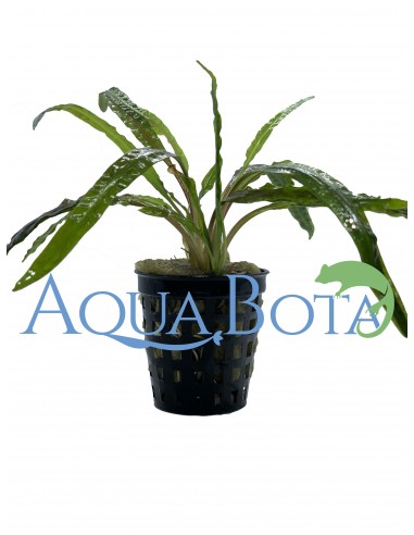 Cryptocoryne crispulata var. balansae  - 2