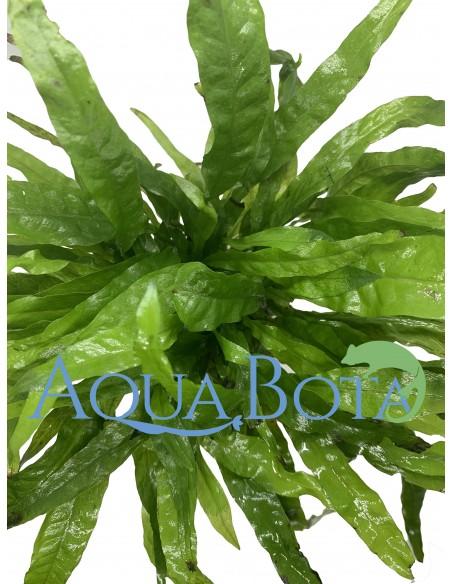 Microsorum pteropus  - 1