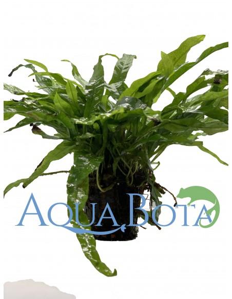 Microsorum pteropus  - 2