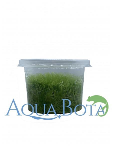 Utricularia graminifolia - In Vitro Cup  - 1