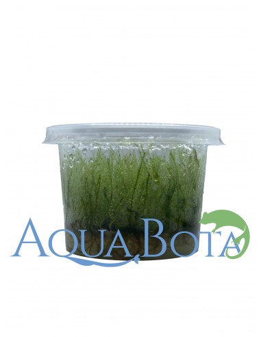 Leptodictyum riparium (stringy moss) - In Vitro Cup  - 1