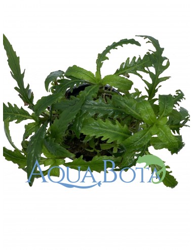 Staurogyne species 'Bihar'  - 2