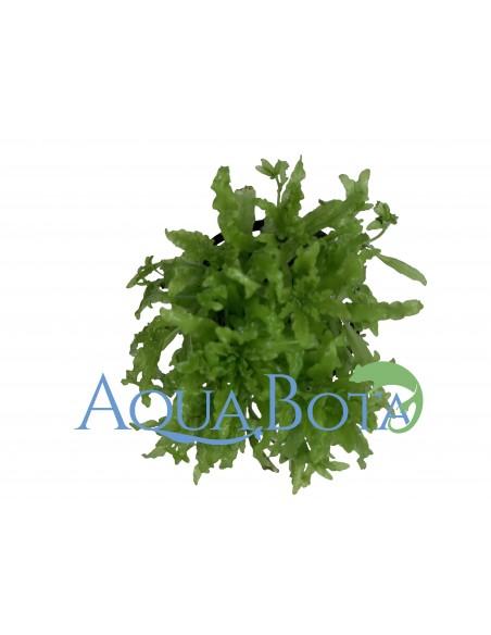 Pogostemon helferi  - 1