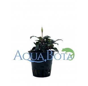 Bucephalandra 'Lamandau Mini Red'  - 1