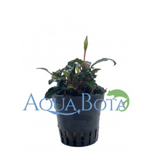 Bucephalandra 'Lamandau Mini Red'  - 1 2
