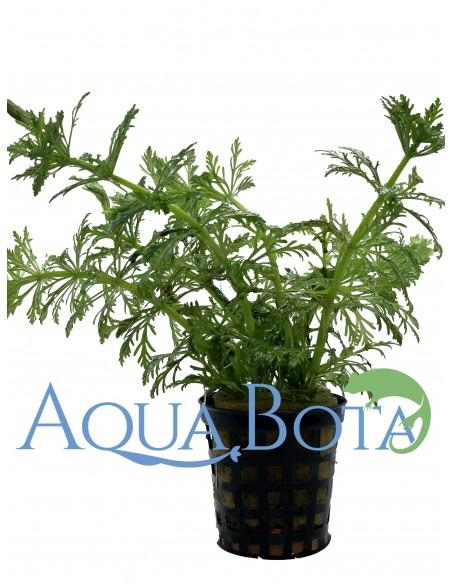 Limnophila heterophylla  - 2