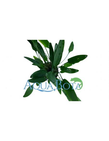 Cryptocoryne x willisii 'Nevellii'  - 2