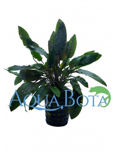 Cryptocoryne moehlmannii  - 1