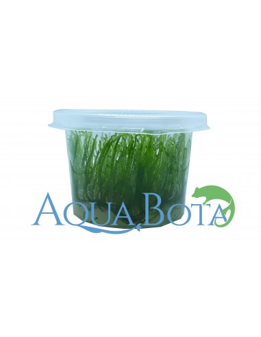 Taxiphyllum sp. 'Spiky' - In Vitro Cup  - 1