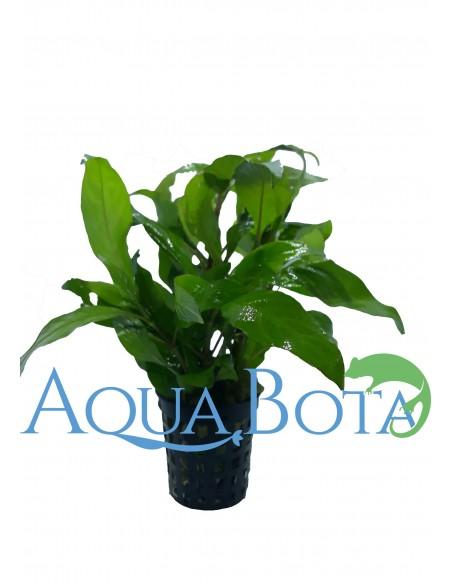 Hygrophila corymbosa 'Siamensis'  - 2