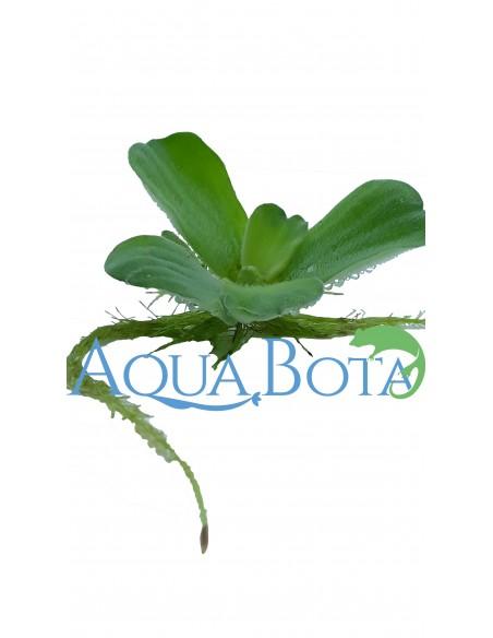 Pistia stratiotes  - 1