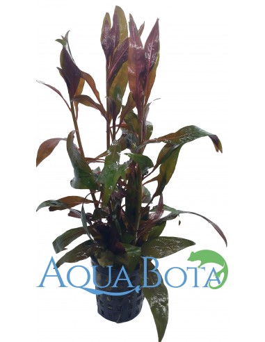Ludwigia perennis  - 2