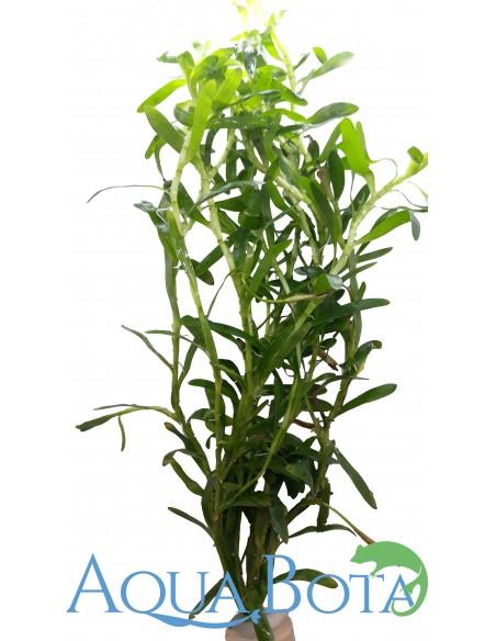 Heteranthera zosterifolia  - 1