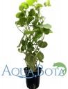 Hydrocotyle leucocephala  - 1