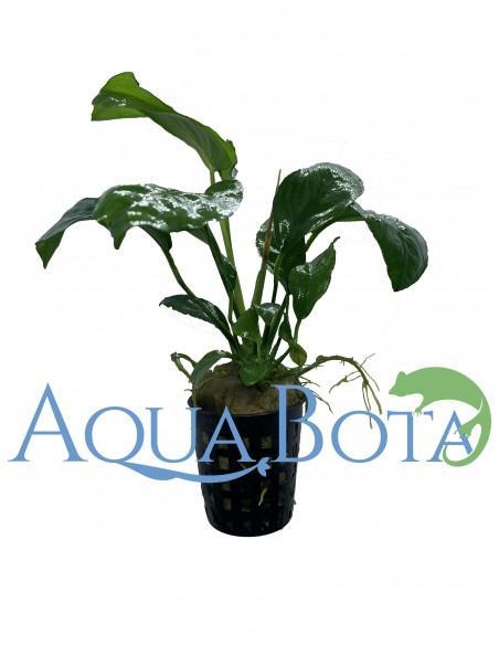Anubias barteri  - 2