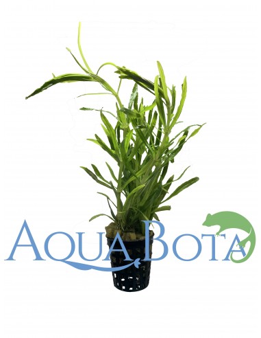 Pogostemon octopus  - 1