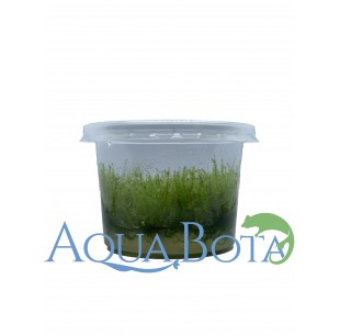 Leptodictyum Reparum - In vitro  - 1 2