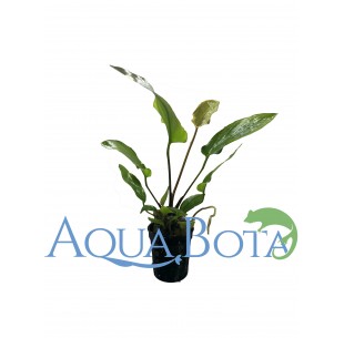 Anubias gracilis  - 3 2