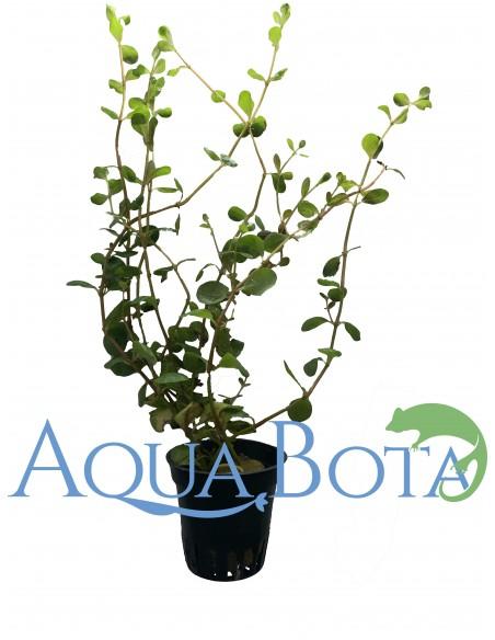 Rotala macrandra  - 2